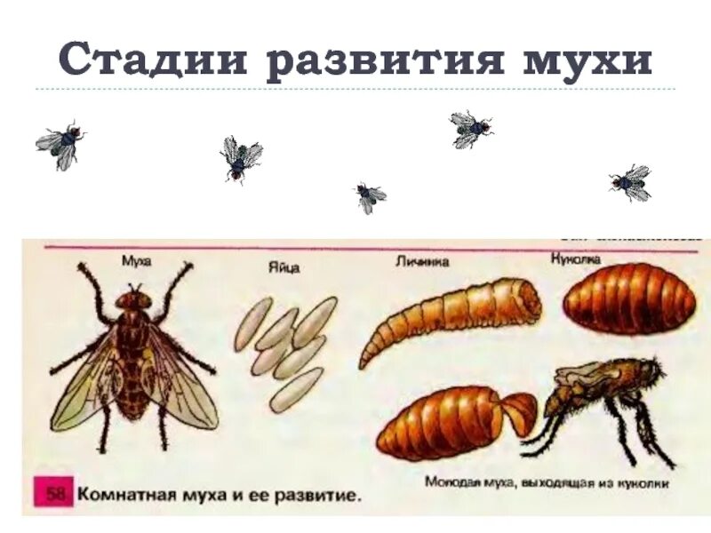 Стадии комнатной мухи. Стадии развития мухи. Схема развития мухи. Фазы развития мухи. Этапы развития комнатной мухи.