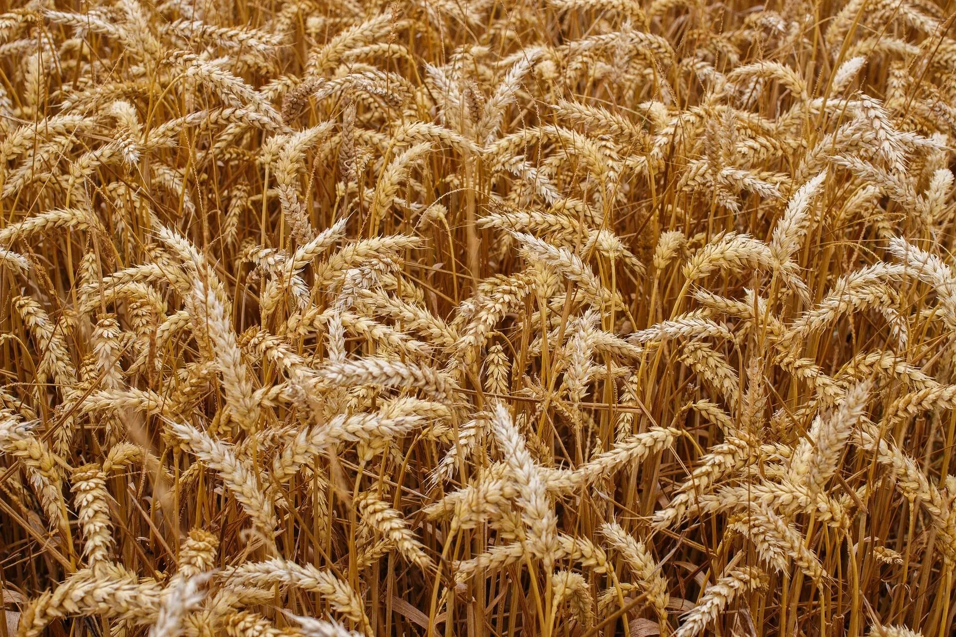 Пшеница. Зерновые культуры. Пшеница сельскохозяйственная культура. Зерновые пшеница.