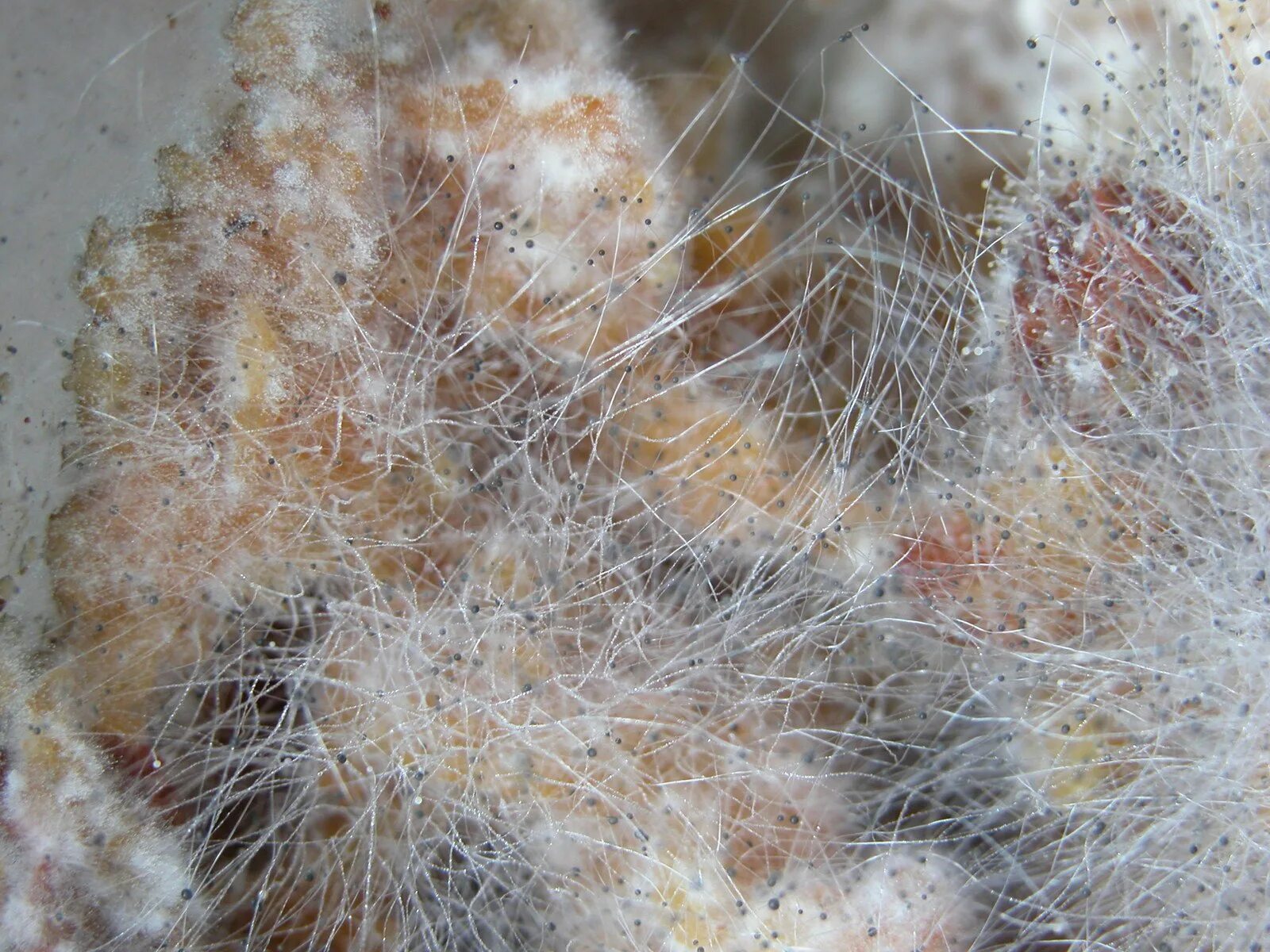 Почему появляется плесень плесень в цветах. Волосатик плесень. Белая плесень. Грибковая плесень. Пушистая плесень.