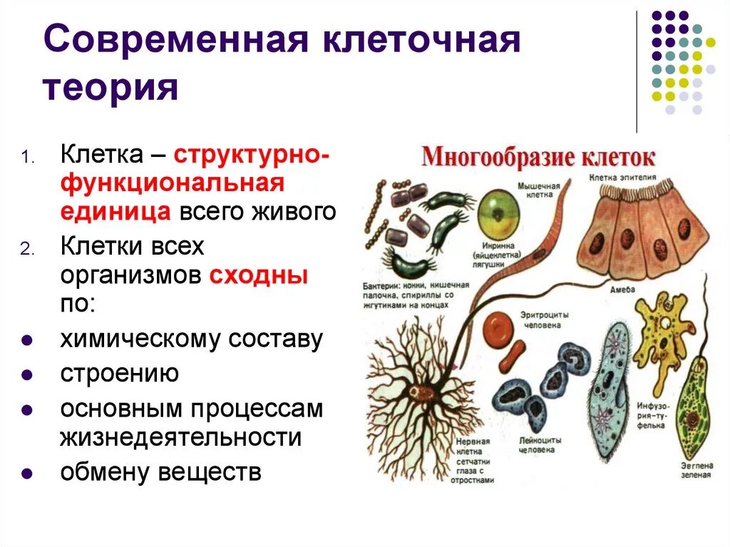 Клеточная теория строения организмов. Клеточная теория строение клетки. Клетка клеточная теория строения организмов. Клеточная теория 5 класс биология. Клеточная теория строения организмов схема.