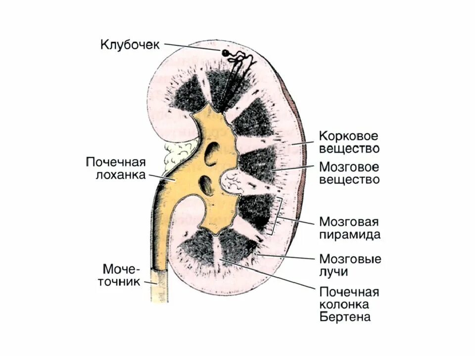 Строение почечной лоханки гистология. Строение клубочка почки гистология. Строение почечного клубочка гистология. Почечная лоханка строение анатомия. Строение лоханки