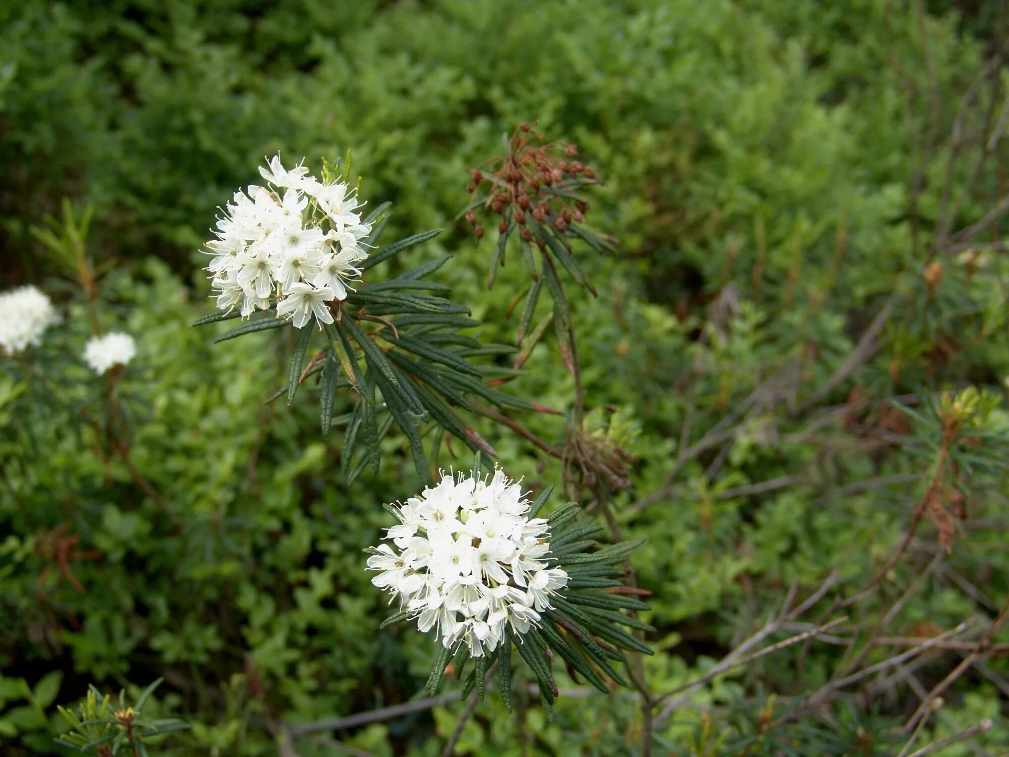 Багульник болотный. Багульник болотный (Ledum palustre). Багульник болотный – Lédum palústre l.. Соцветие багульника.