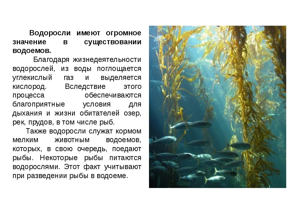 Водоросли не имеют ответ. Бурые водоросли эктокарпус. Доклад про водоросли 5 класс по биологии. Интересные факты о водорослях. Сообщение об водораслях.