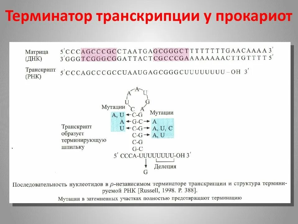 Терминатор транскрипции. Транскрипция ДНК У прокариот. Структура Терминатора прокариот. Транскрипция у прокариот.