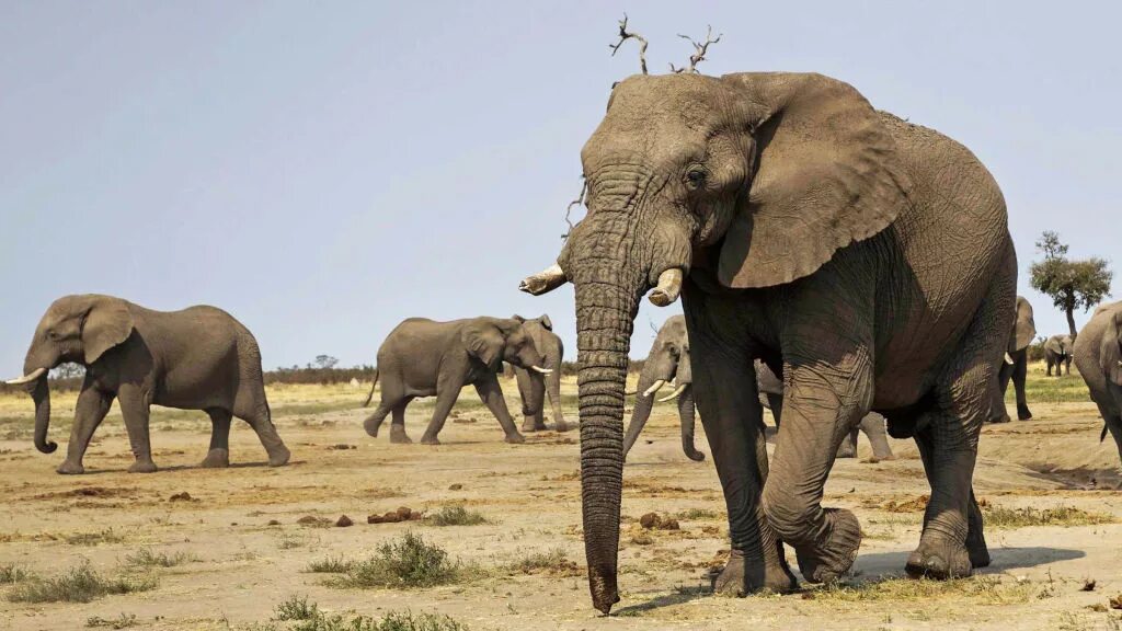 Слоны в Калахари. Король Калахари. Самые большие слоны. Самое большое сухопутное млекопитающее.