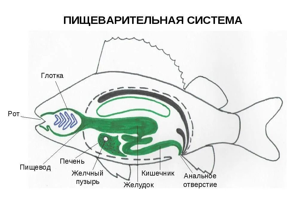 Пищеварительная система класса рыб. Пищеварительная система костной рыбы рисунок. Органы пищеварительной системы рыбы. Внутреннее строение рыбы пищеварительная система. Пищеварительная система рыб схема.