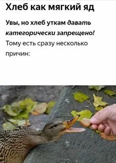 Можно ли уткам батон