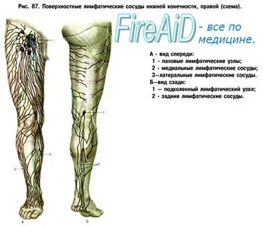 Бедренные лимфатические узлы