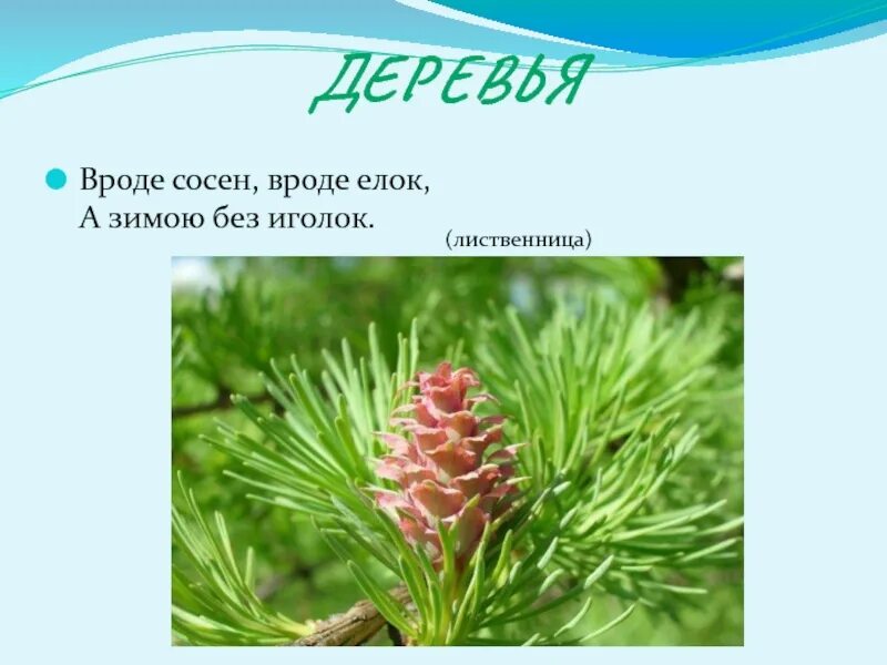 Лиственница для детей. Вроде сосен вроде елок. Вроде сосен вроде ёлок. Вроде сосен вроде ёлок а зимою без иголок. Загадка про лиственницу.