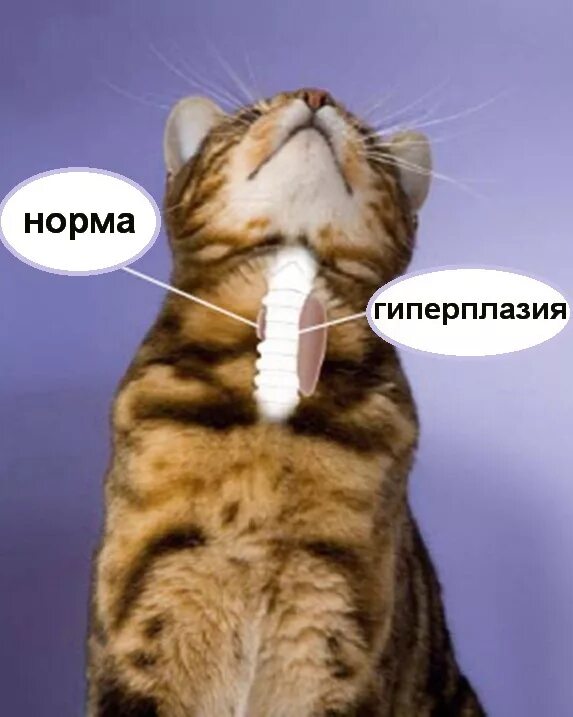 Строение трахеи собаки. Исследование щитовидной железы у животных. Щитовидная железа кота. Болезни щитовидной железы у животных. Слюнные железы у кошки анатомия.