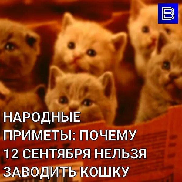 Почему нельзя заводить кошку. Почему нельзя обнимать котов. Инфографика собаки. Почему нельзя заводить кошку. Почему нельзя заводить кошку.