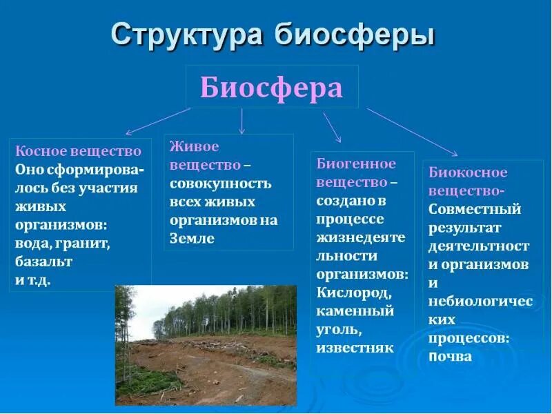 Определи живой компонент. Биосфера состав и строение. Структура вещество границы биосферы. Структура биосферы живое вещество. Основные компоненты биосферы схема.