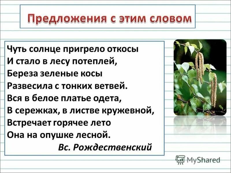 Пригревает солнышко наступили теплые. Предложение со словом береза. Предложение со словом Березка. Стих берёза чуть солнце пригрело откосы. Чуть солнце пригрело откосы и стало в лесу потеплей.