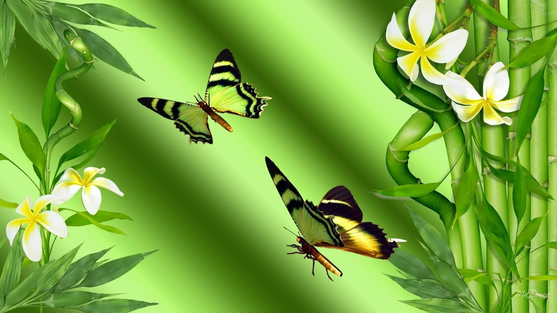 Обои на рабочий стол бабочки. Бабочки в природе. Фотообои бабочки. Красивый фон с бабочками.