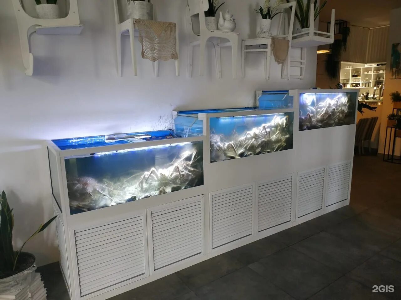 Мкк аквариус личный. Аквариус панели аквариум. Vladivostok akvarium аквариум. Подводная лаборатория Аквариус. Аквариум для морепродуктов.