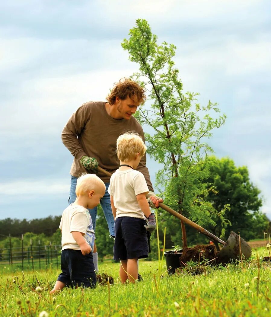Семьи посадили деревья. Люди сажают деревья. Всей семьей сажают дерево. Семья сажает дерево. Фото как садят деревья.