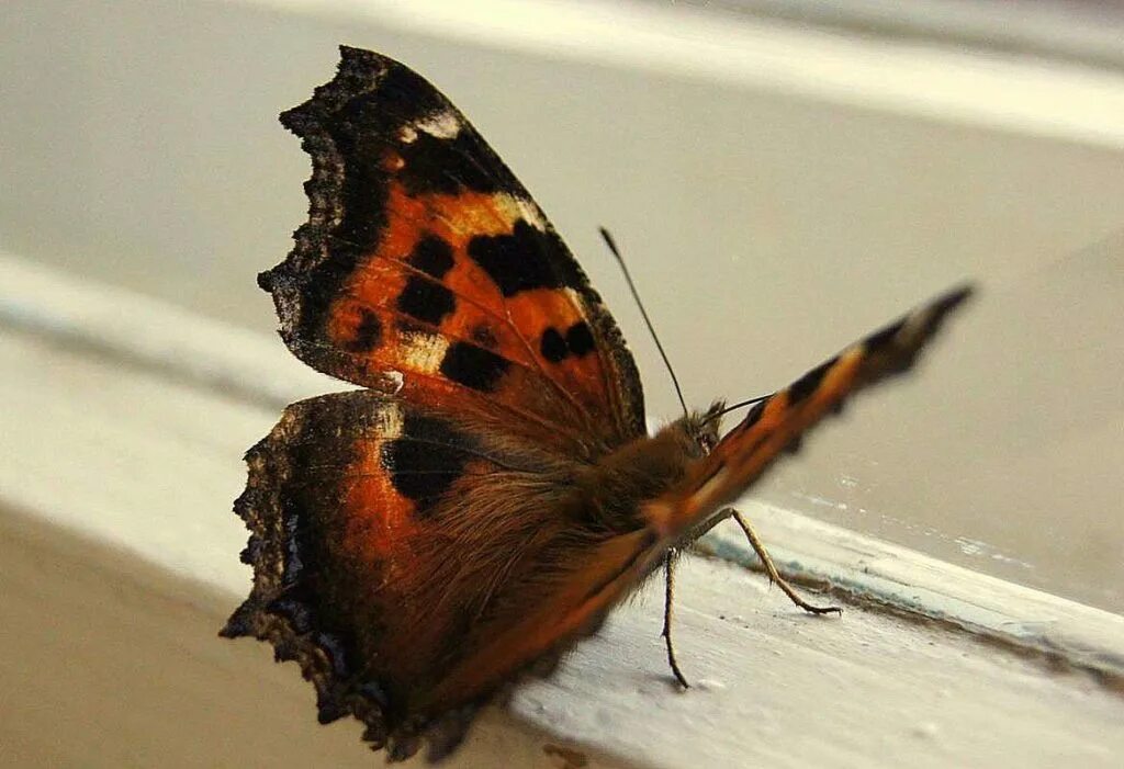 Бабочки влетают в дом. Залетела бабочка Шоколадница. Примета залетела бабочка. Бабочка Шоколадница приметы. Бабочка залетела в дом примета.