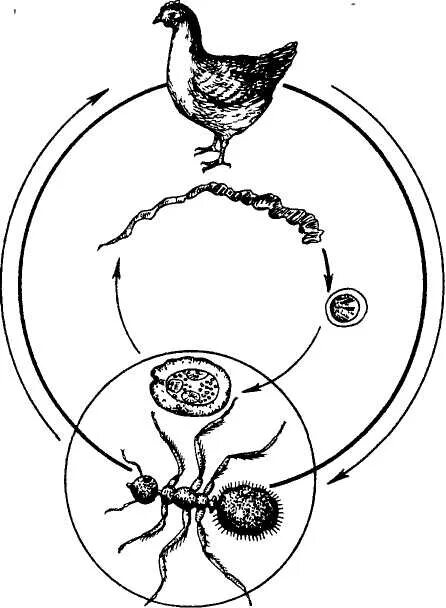 Биология 7 класс жизненный цикл птиц. Raillietina Echinobothrida цикл развития. Цикл развития райетиноза птиц. Давениоз кур цикл развития.