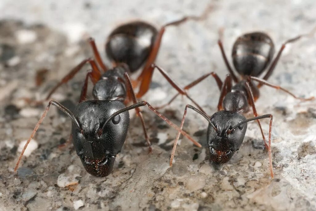 Муравьи-суперсолдаты ( Pheidole). Муравьи жнецы охранники. Муравей солдат. Красногрудый муравей Жнец. Рабочие особи