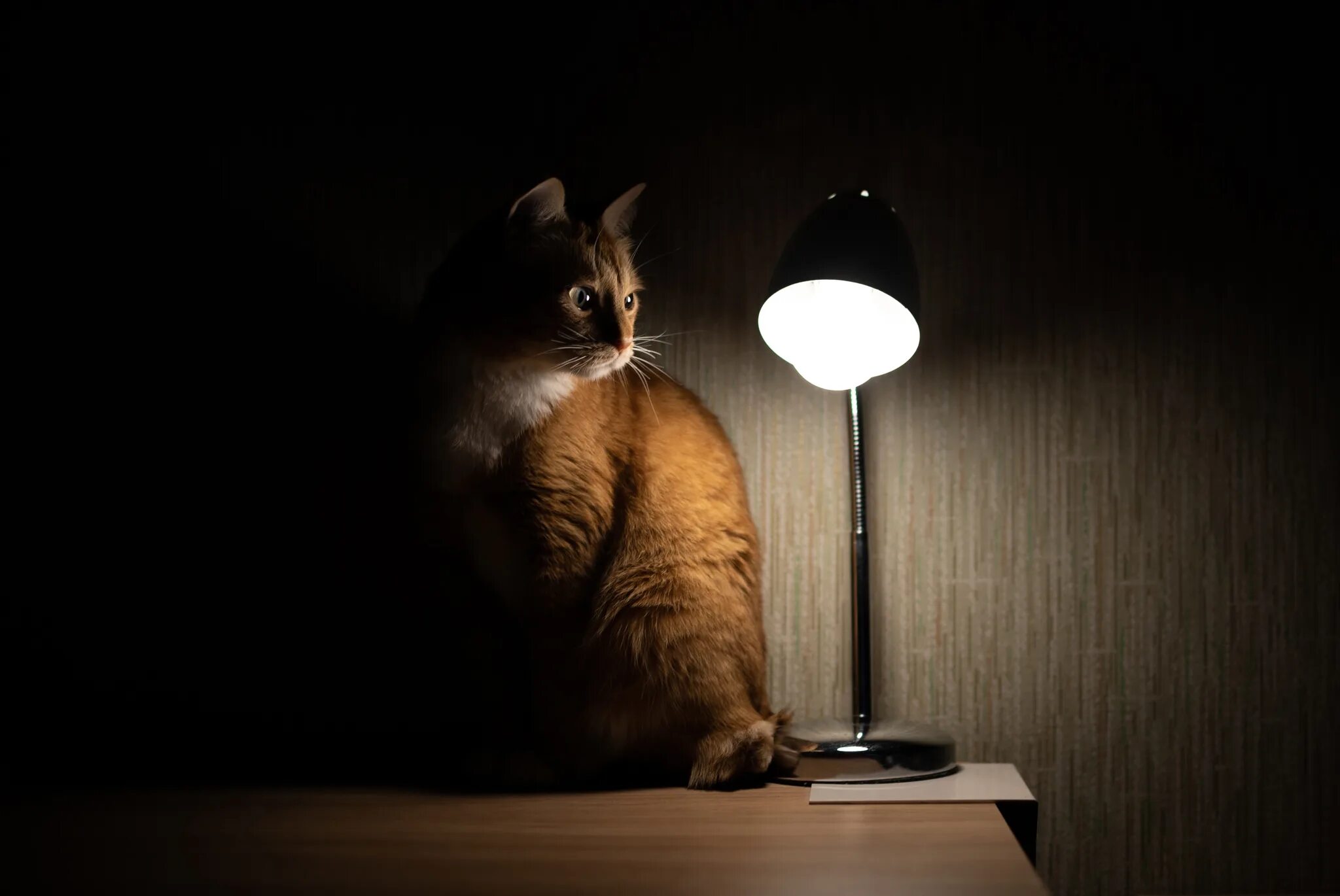 Настало время видео. Лампа кот. Ламповый кот. Светильник кот. Кот и лампочка.