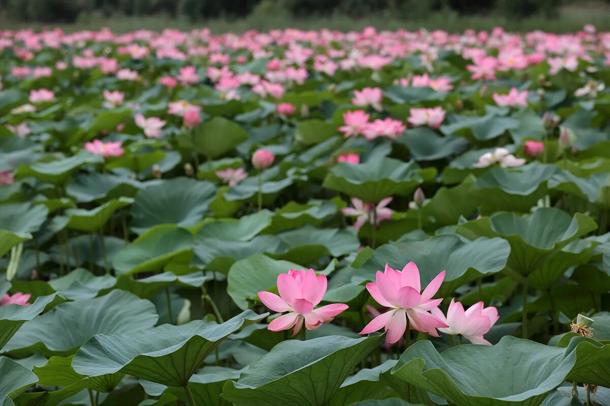 лотос цветок раскаты видео. здесь вы можете увидеть заросли цветущего лотоса. долина лотосов в ахтанизовском лимане. лотосовые поля астрахань. нилуфар гули.