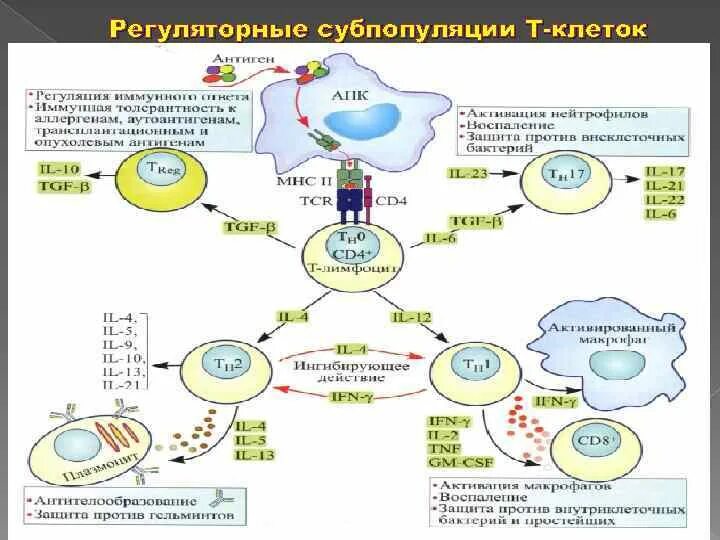 Функции т регуляторных лимфоцитов. Клетки регуляторы иммунного ответа. Регуляторные клетки иммунного ответа. Супрессия иммунного ответа клетки. Регуляторные т лимфоциты