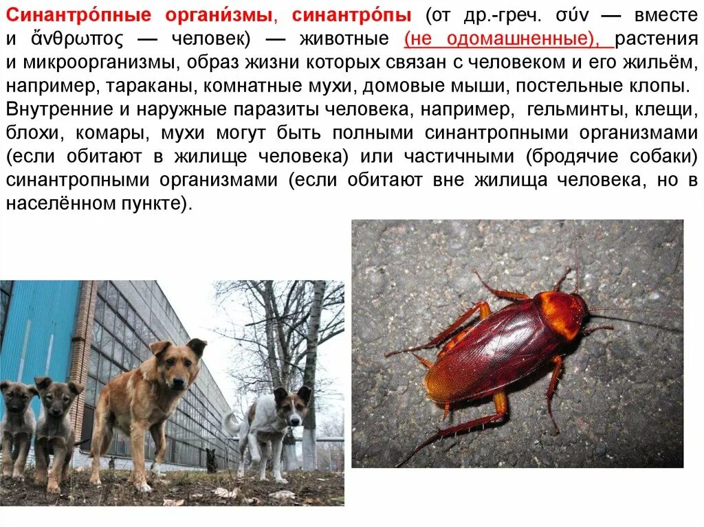 Каково значение синантропных животных в городской среде. Синантропный организм. Синантропных животных. Синантропные виды животных. Синантропные организмы это животные.