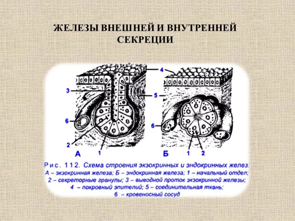 Как отличить железы