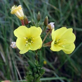 Evening primrose