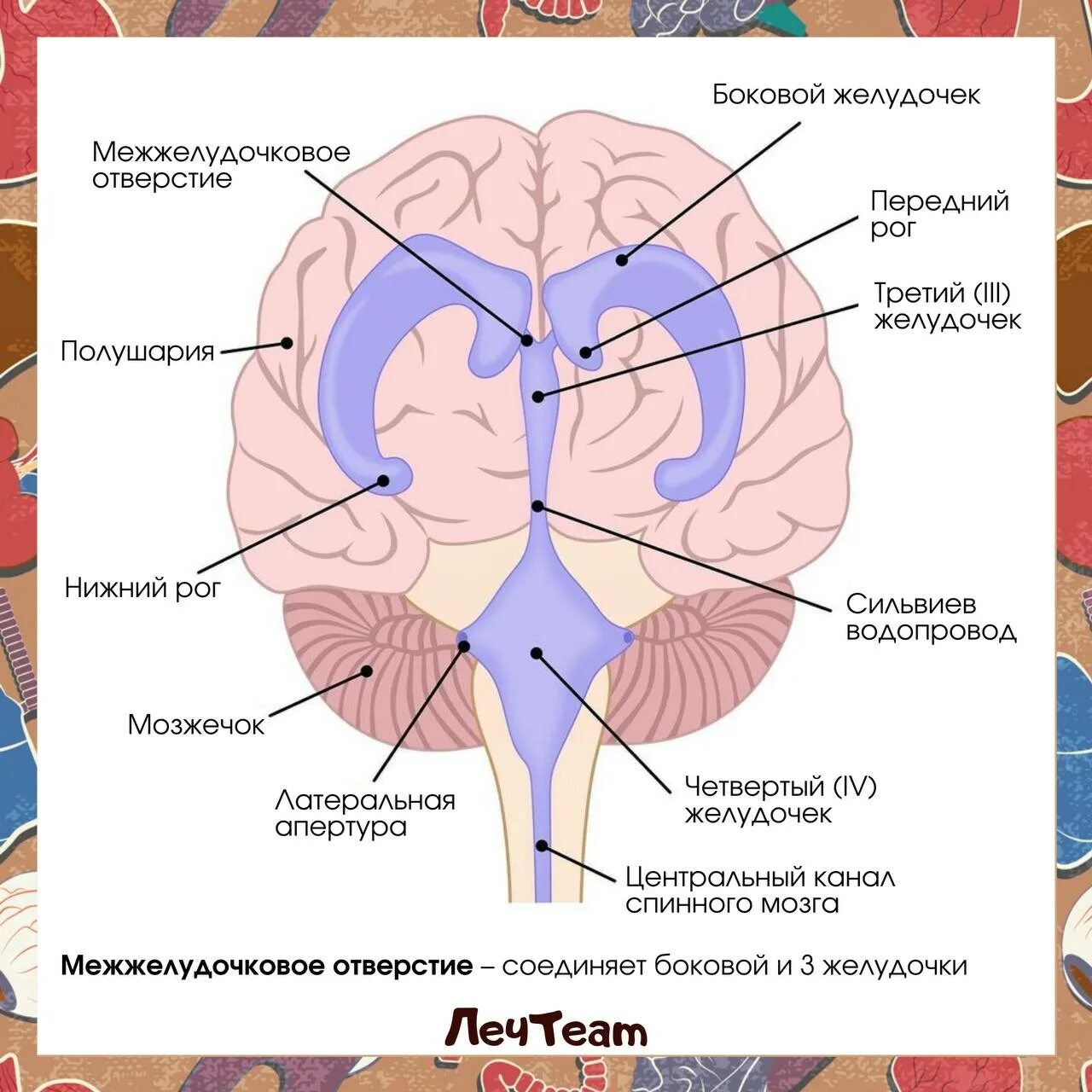 Желудочки мозга анатомия. Расширение 4 желудочка головного мозга кт. Асимметрия боковых желудочков на кт. Боковые желудочки мозга. Расширение рогов боковых желудочков