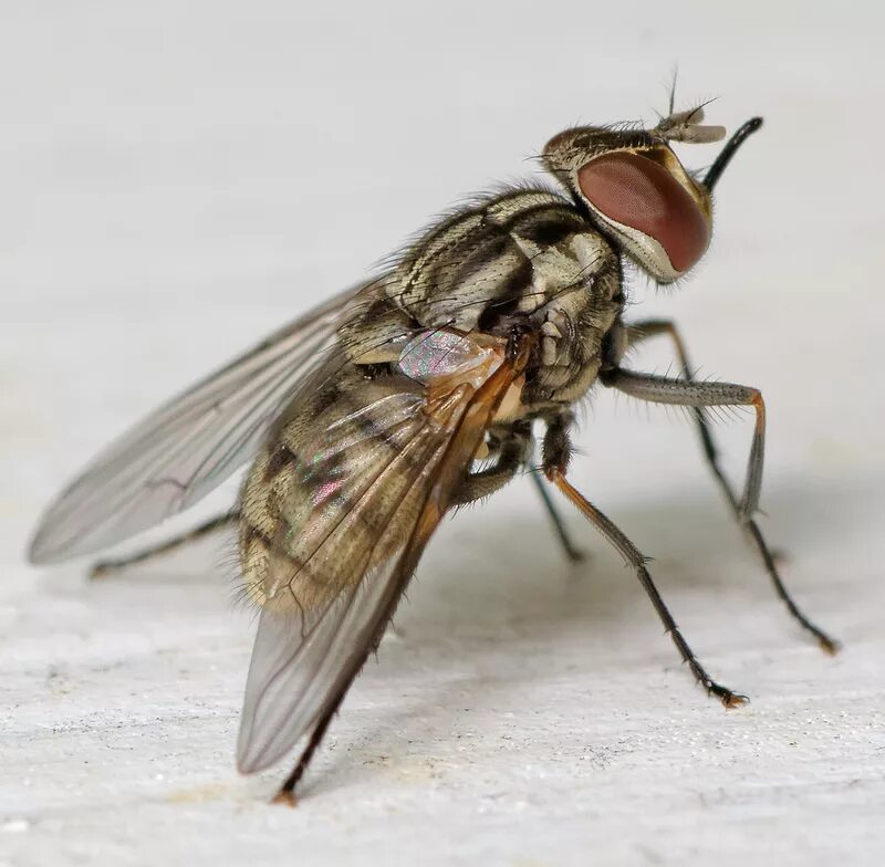 Осенняя жигалка (Stomoxys Calcitrans). Муха жигалка. Осенняя жигалка Муха. Stomoxys Calcitrans Муха- жигалка.