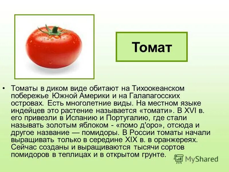 Перец как помидор как называется. Томат американский длинноплодный. Перец болгарский черри семена. Томат перцевидный красный. Перец сладкий сорт помидорка.