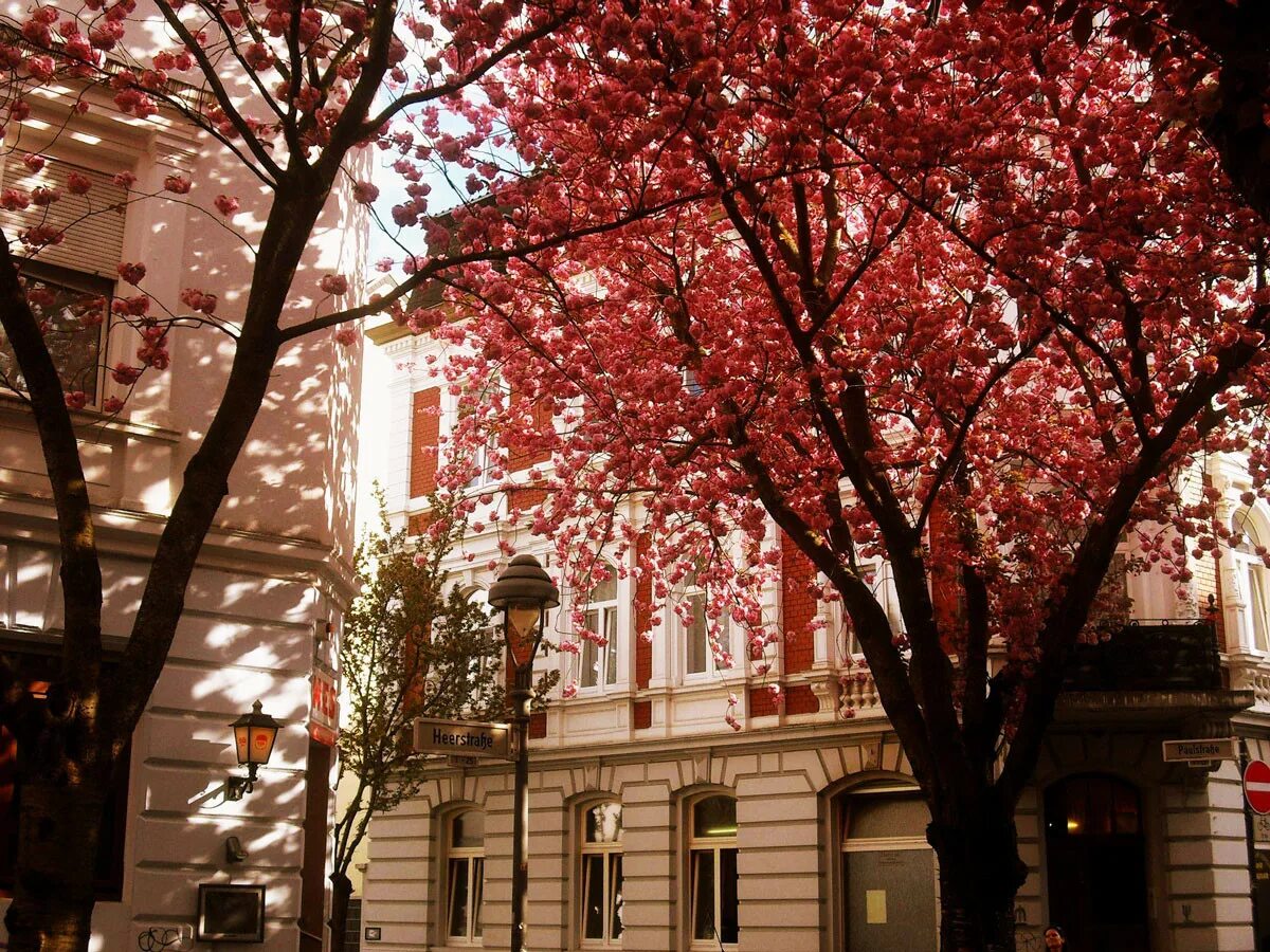 Весеннее цветение деревьев. "домик окнами в сад". Имение вишневый сад. Вишневый сад фото. Бонн аллея сакура.