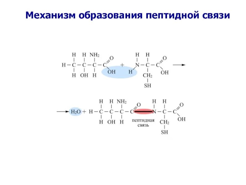 В образование участвуют пептидные связи. Реакция образования пептидной связи. Механизм образования пептидной связи. Механизм образования пептидной связи химическая реакция. Как образуется пептидная связь.