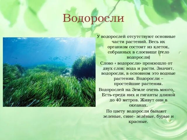 Отсутствие водорослей