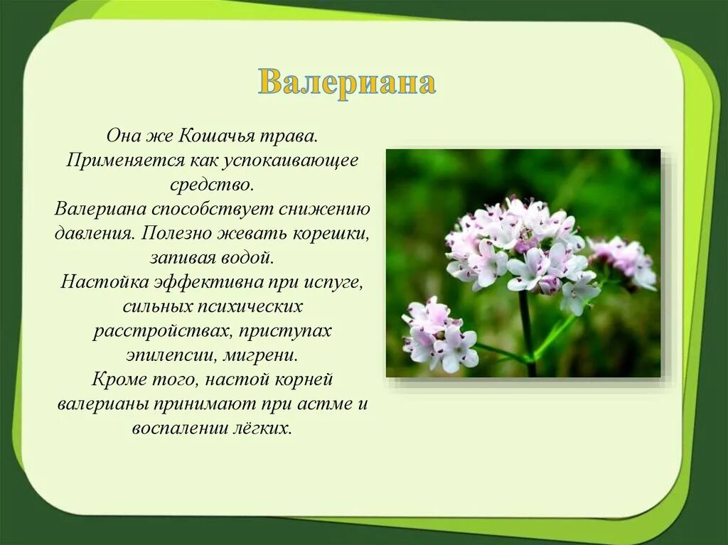 Песня в конце валериана. Валериана Аянская. Валериана презентация. Валериана сообщение. Валериана доклад.