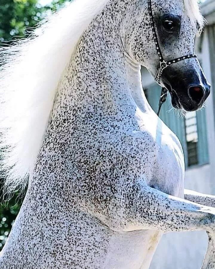 Форелевая масть лошади Андалузская. Вороно-Чалая масть лошади. Лошади породы марвари. Арабская лошадь пегая.