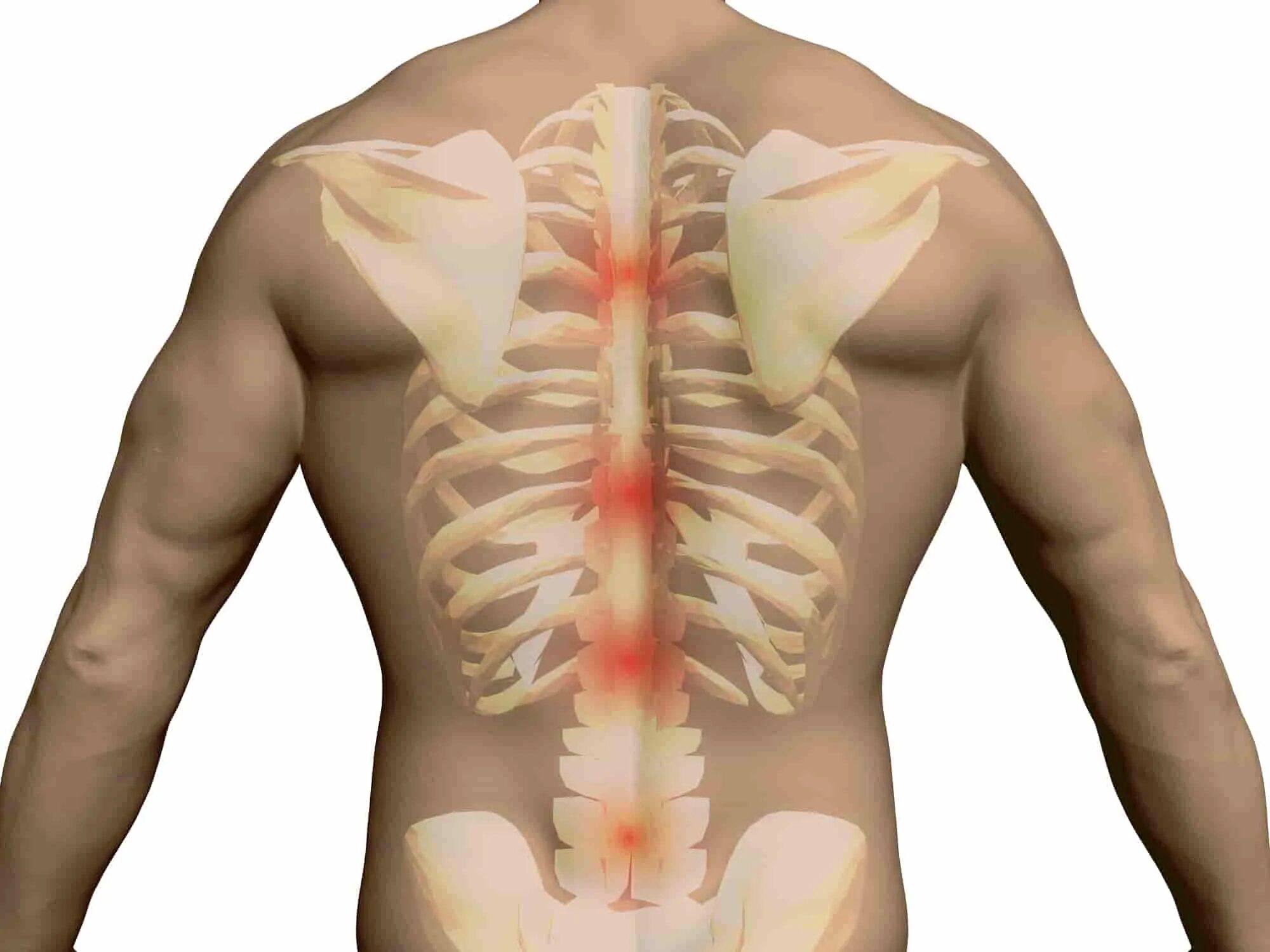 Видео грудного отдела позвоночника. Спина. Спина человека анатомия. Боль в пояснице. Спина позвоночник.