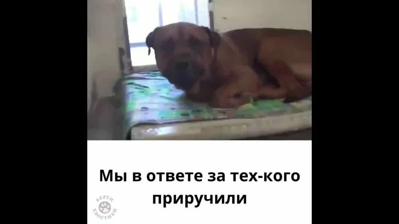 глент плачет изза а4. не выдержал заплакал. щенок плачет. собачка плачет. не выдержал заплакал.