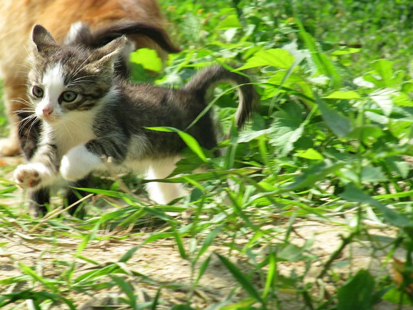 Кошечек быстро. Котята. Котята бегают. Котенок бежит. Милые котята.