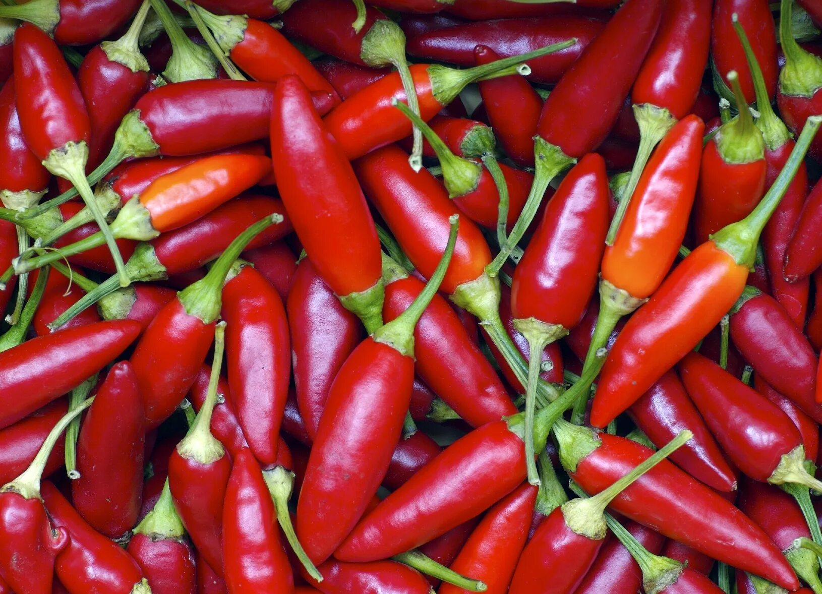 Chilli pepper. Перец Равит Чили. Перец Чили Табаско семена. Перец Табаско рассада. Пири-Пири сорта перца.