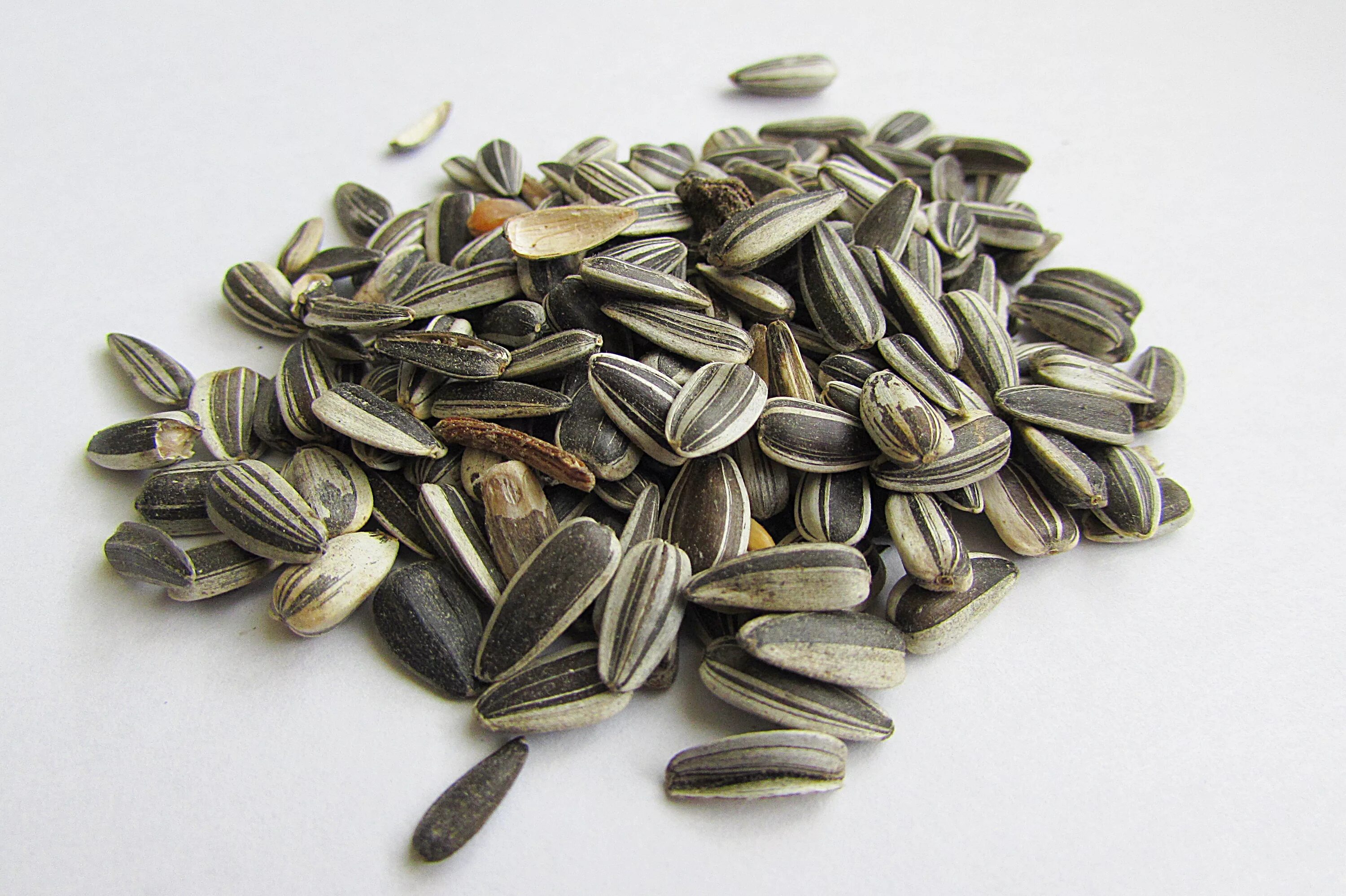 Картинка семечки. Семена подсолнечника (sunflower seeds. маслянка семечки. горстка семечек. лузгание семечек.