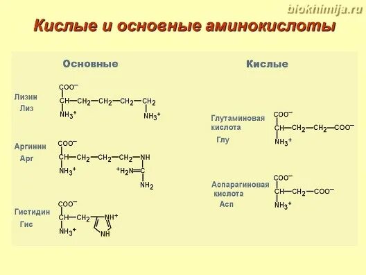 Кислотно основные аминокислоты