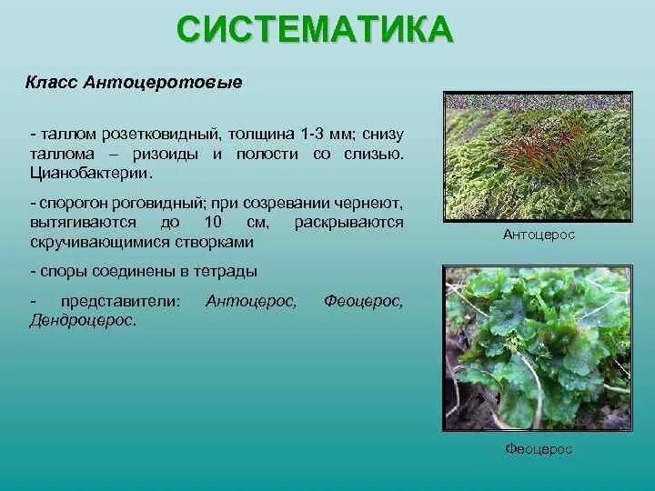 Примеры мхов 7 класс. Антоцеротовидные мхи. Антоцеротовые мхи характеристика. Отдел антоцеротовые мхи представители. Антоцерос мох.