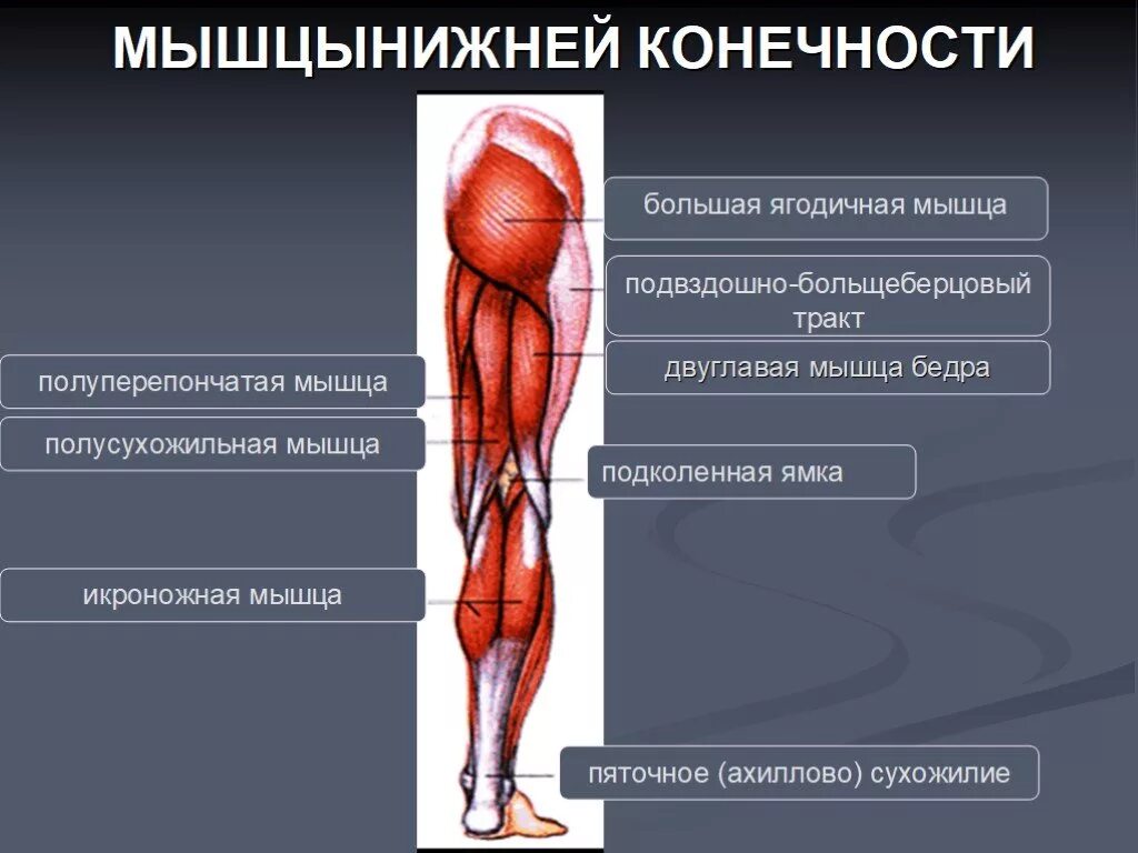 Мышцы верхней конечности и нижних конечностей анатомия. Мышцы нижней конечности стопа анатомия. Мышцы нижних конечностей человека анатомия. Мышцы нижней конечности бедра. Мышцы нижней конечности анатомия строение.