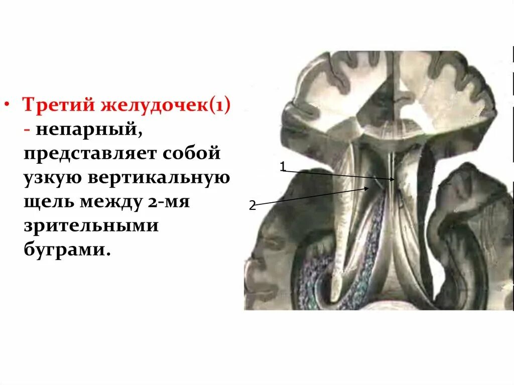 Желудочки среднего мозга. Третий желудочек промежуточного мозга. Средний мозг 3 желудочек. Средний промежуточный мозг и 3 желудочек. Полость 3 желудочка.