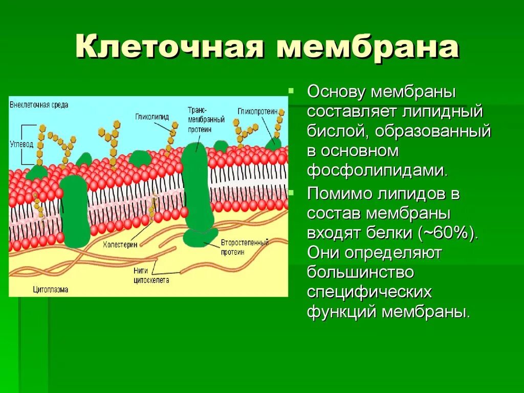 Основные функции клеточных мембран обеспечивают. Клеточная цитоплазматическая мембрана. Липидный бислой клеточной мембраны. Из чего состоит мембрана клетки. Фосфолипиды плазматической мембраны.