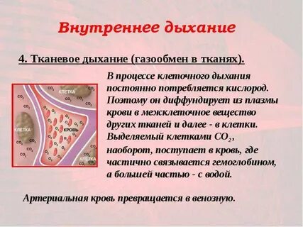 Функцию газообмена выполняют