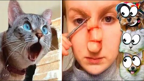 валеришка Max, коты, попробуй не, try not to laugh, собаки, реакция, не зас...