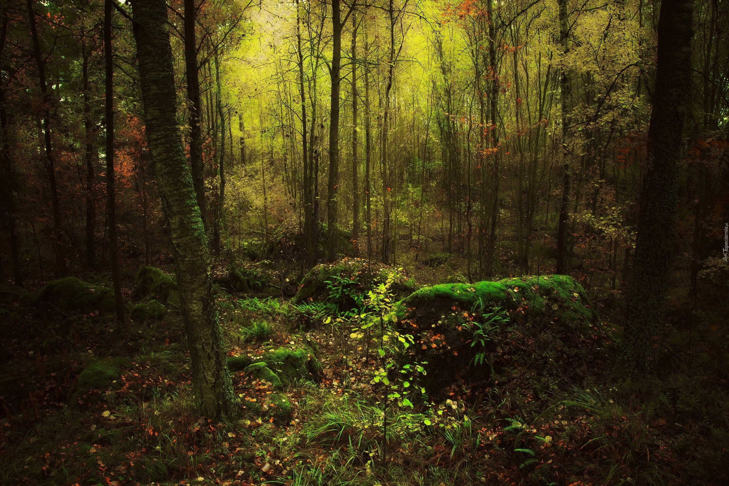 Заросли чащи. Чаща леса. Дремучий лес. Мистические леса. Лесные заросли.